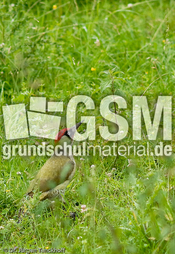 Grünspecht (3 von 3).jpg